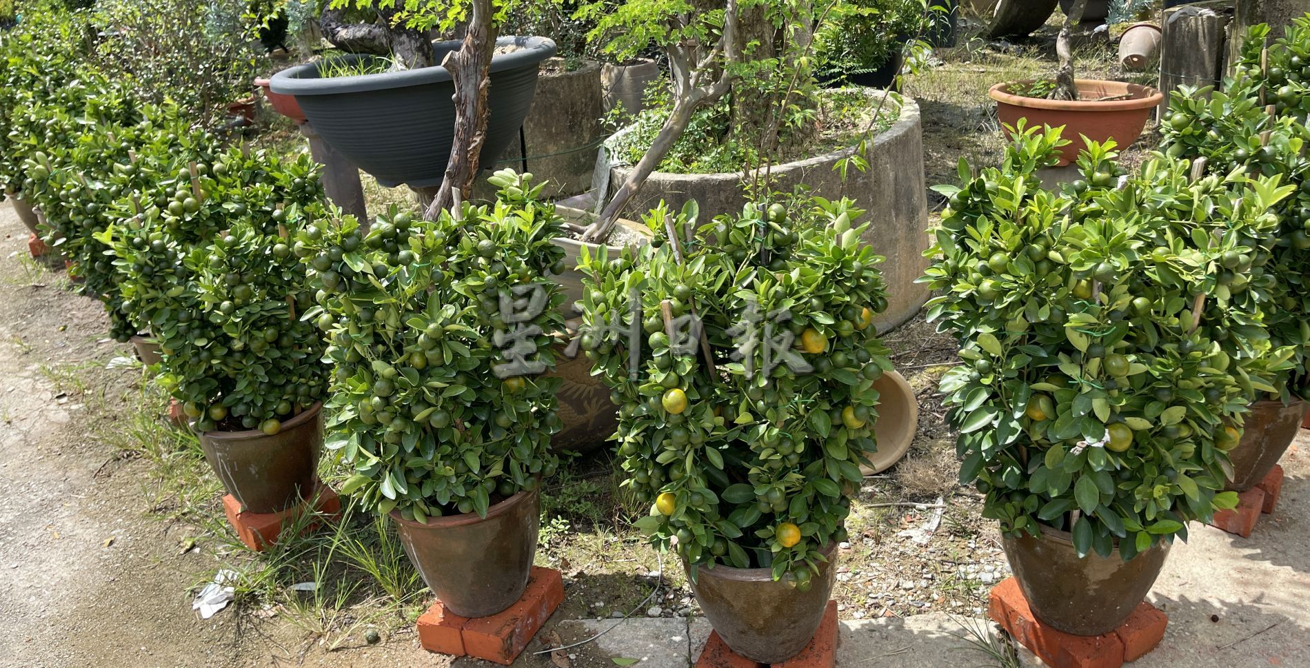 （古城封面主文）桔子树上市，但市场显得慢热