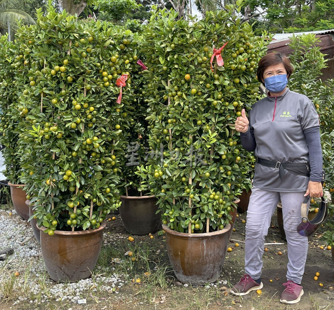 （古城封面主文）桔子树上市，但市场显得慢热