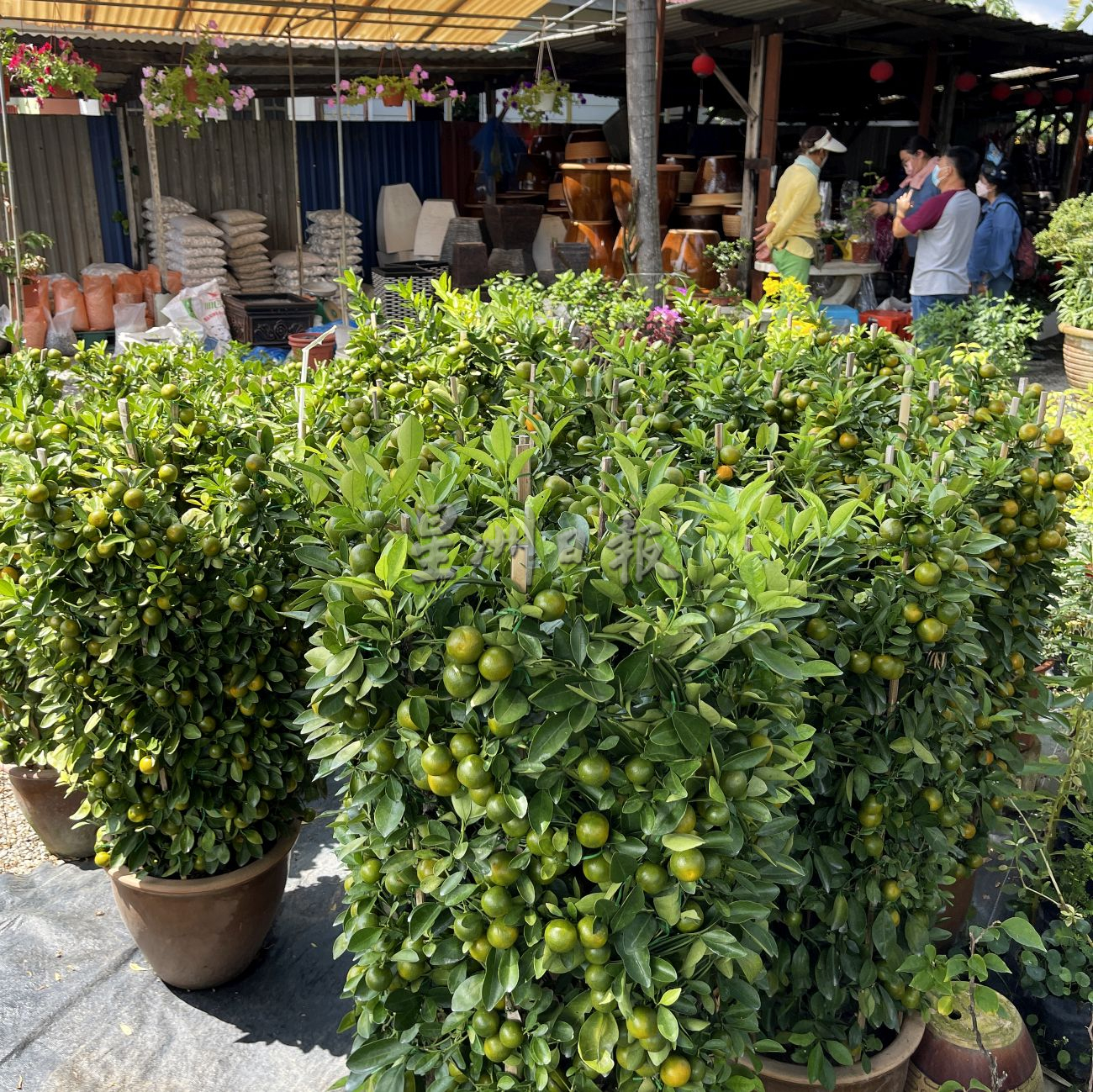 （古城封面主文）桔子树上市，但市场显得慢热