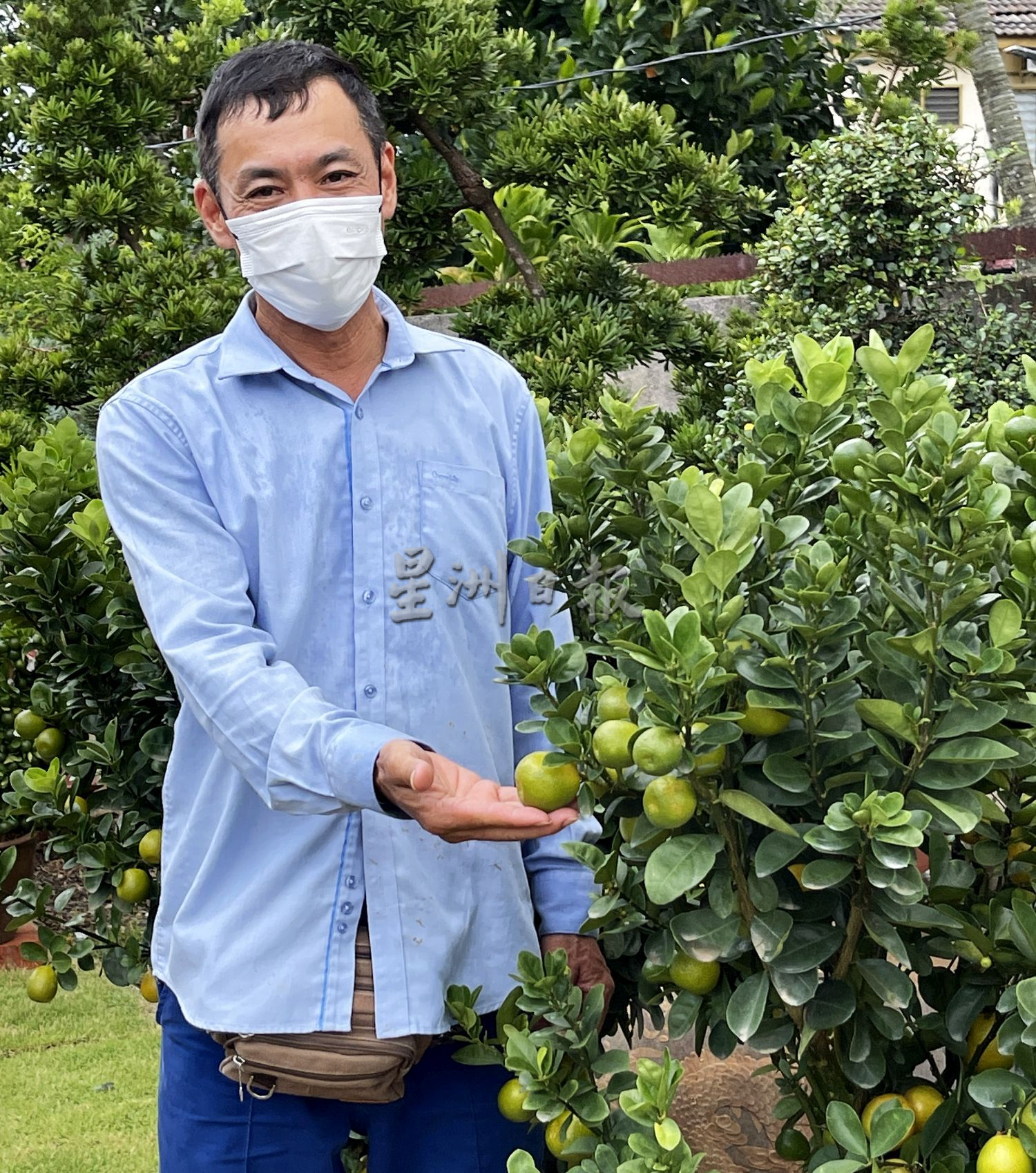 （古城封面主文）桔子树上市，但市场显得慢热