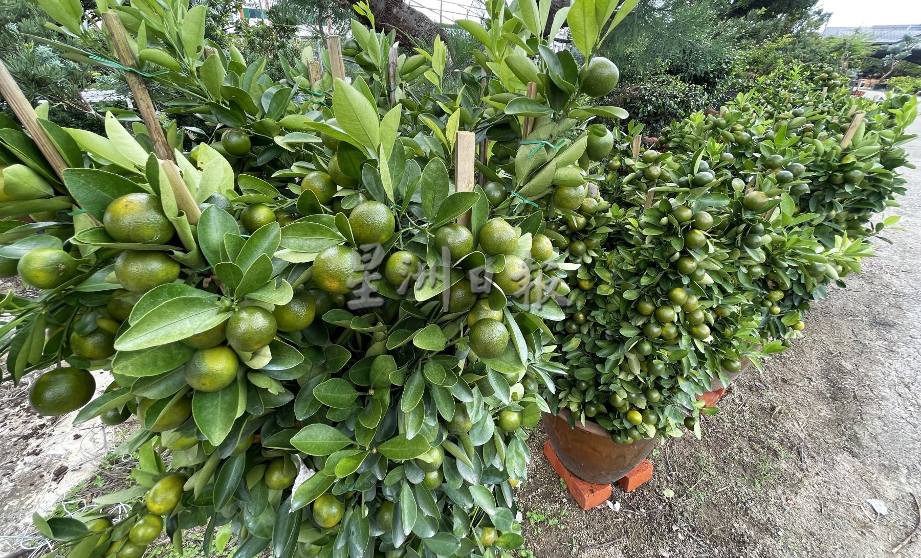 （古城封面主文）桔子树上市，但市场显得慢热