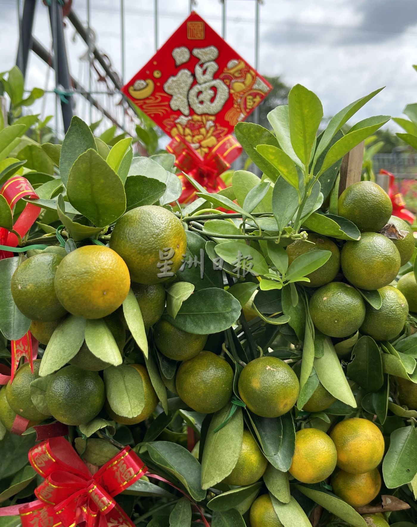 （古城封面主文）桔子树上市，但市场显得慢热