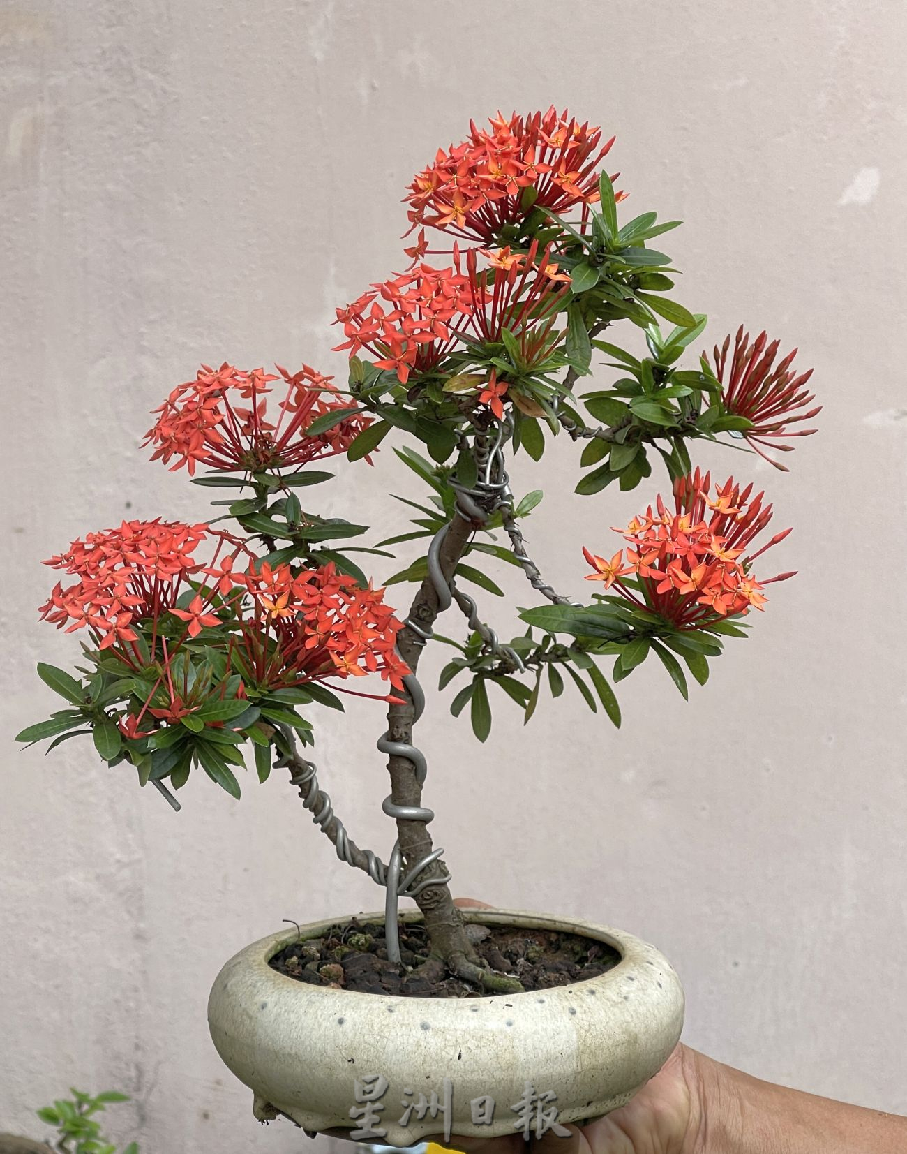 (古城第2主文)【带你去找爱】:盆栽的爱