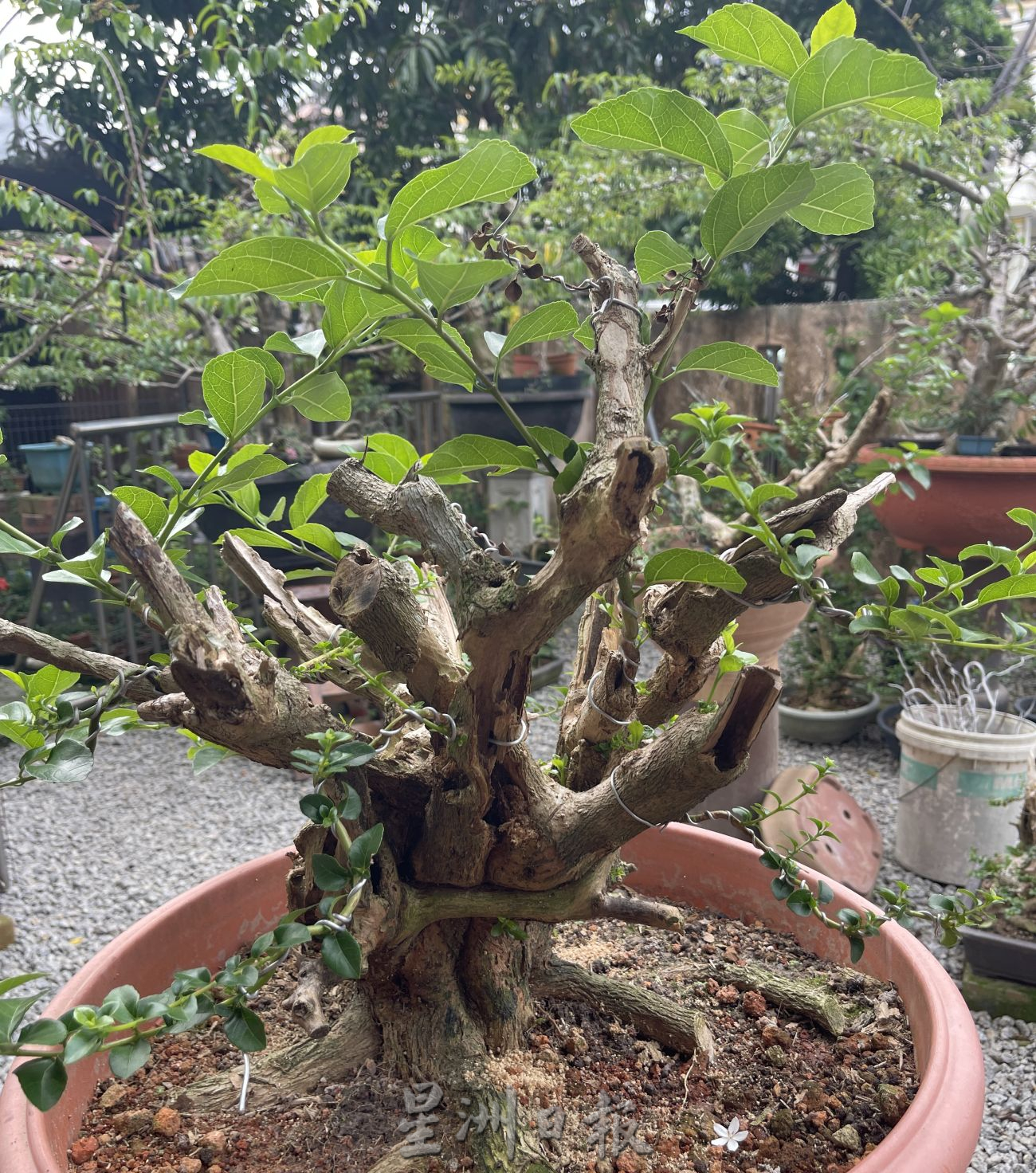 (古城第2主文)【带你去找爱】:盆栽的爱