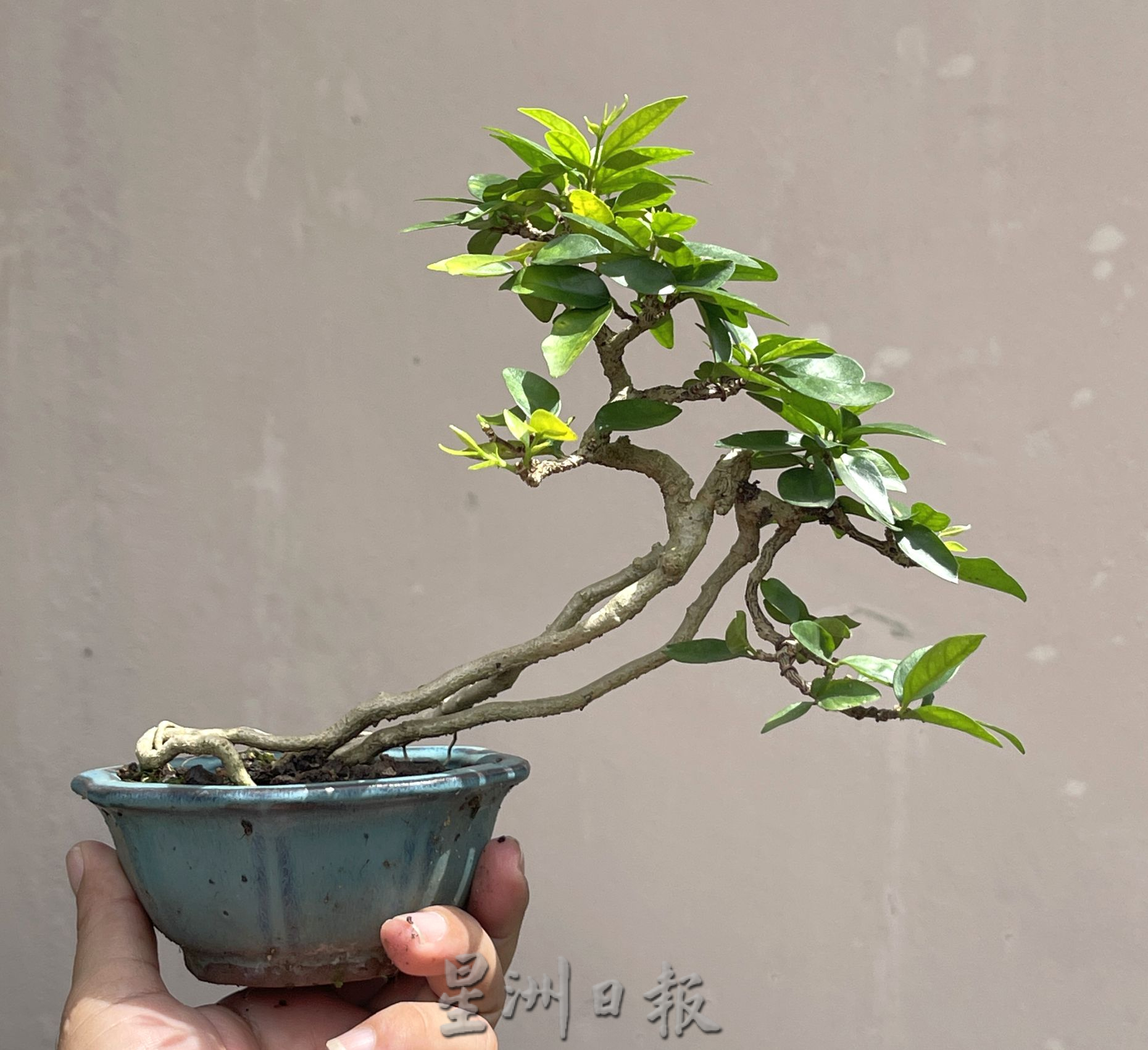 (古城第2主文)【带你去找爱】:盆栽的爱