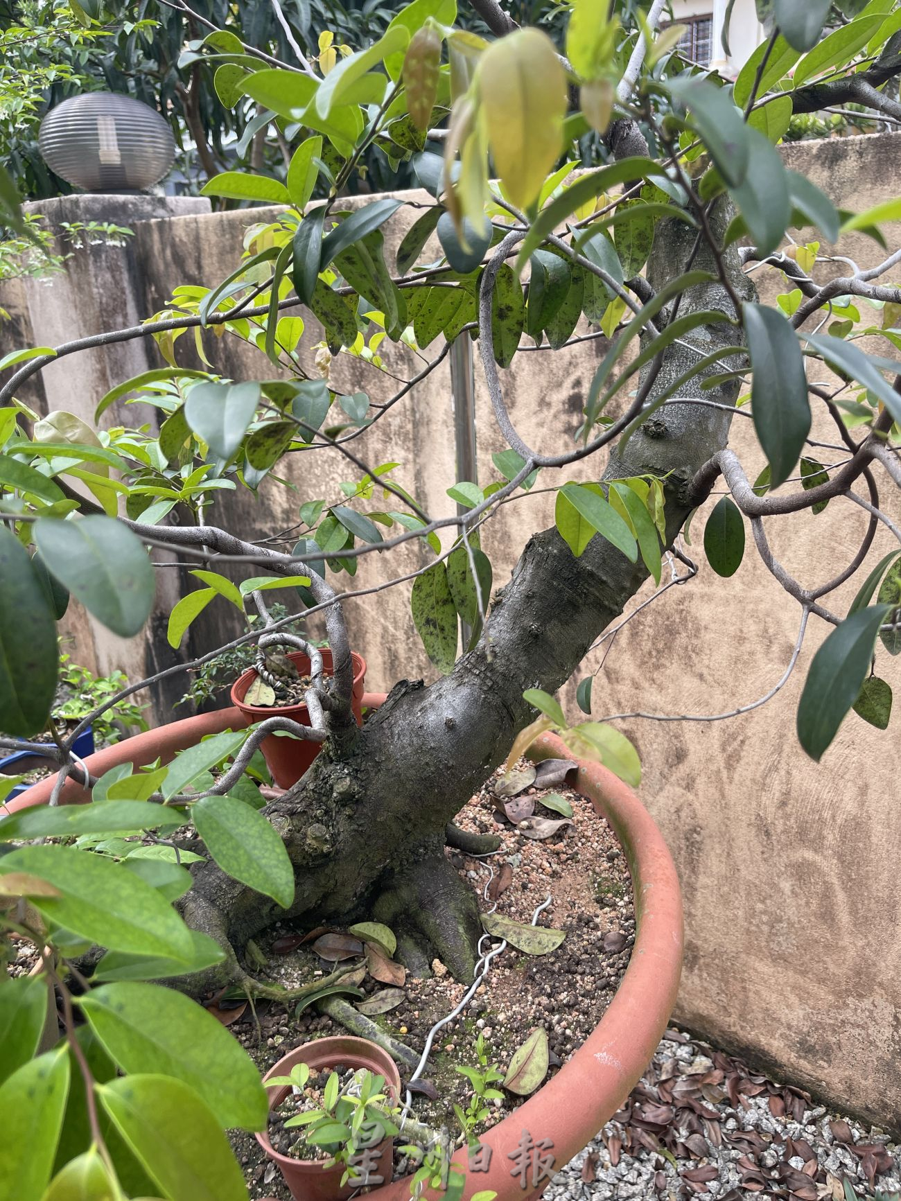 (古城第2主文)【带你去找爱】:盆栽的爱