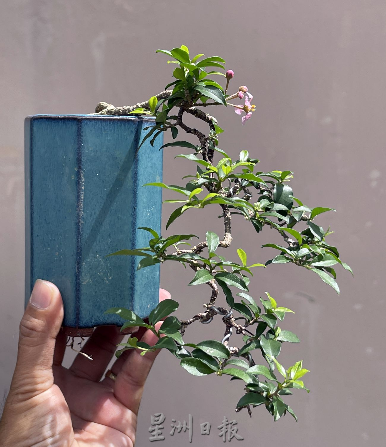 (古城第2主文)【带你去找爱】:盆栽的爱