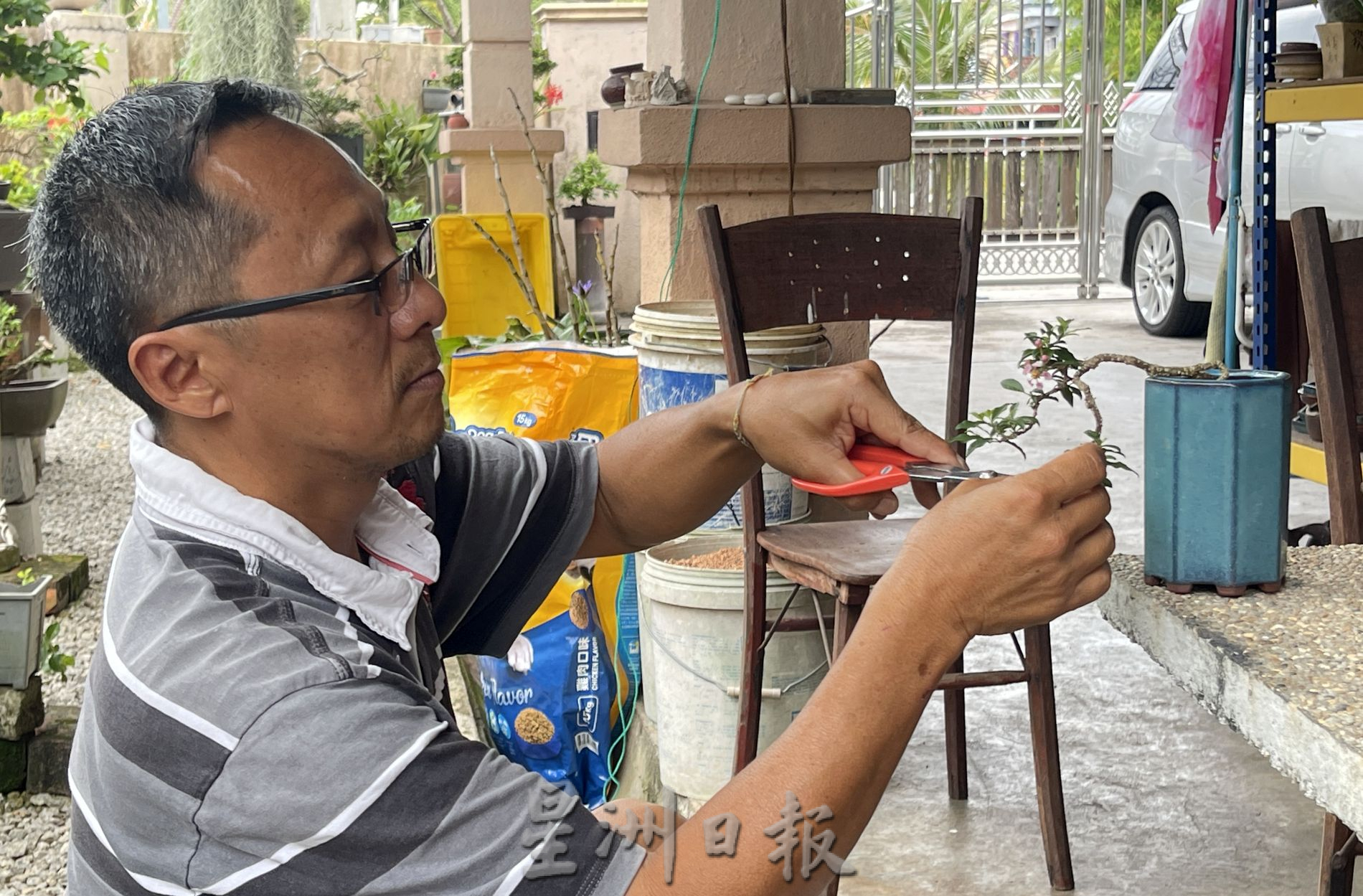 (古城第2主文)【带你去找爱】:盆栽的爱