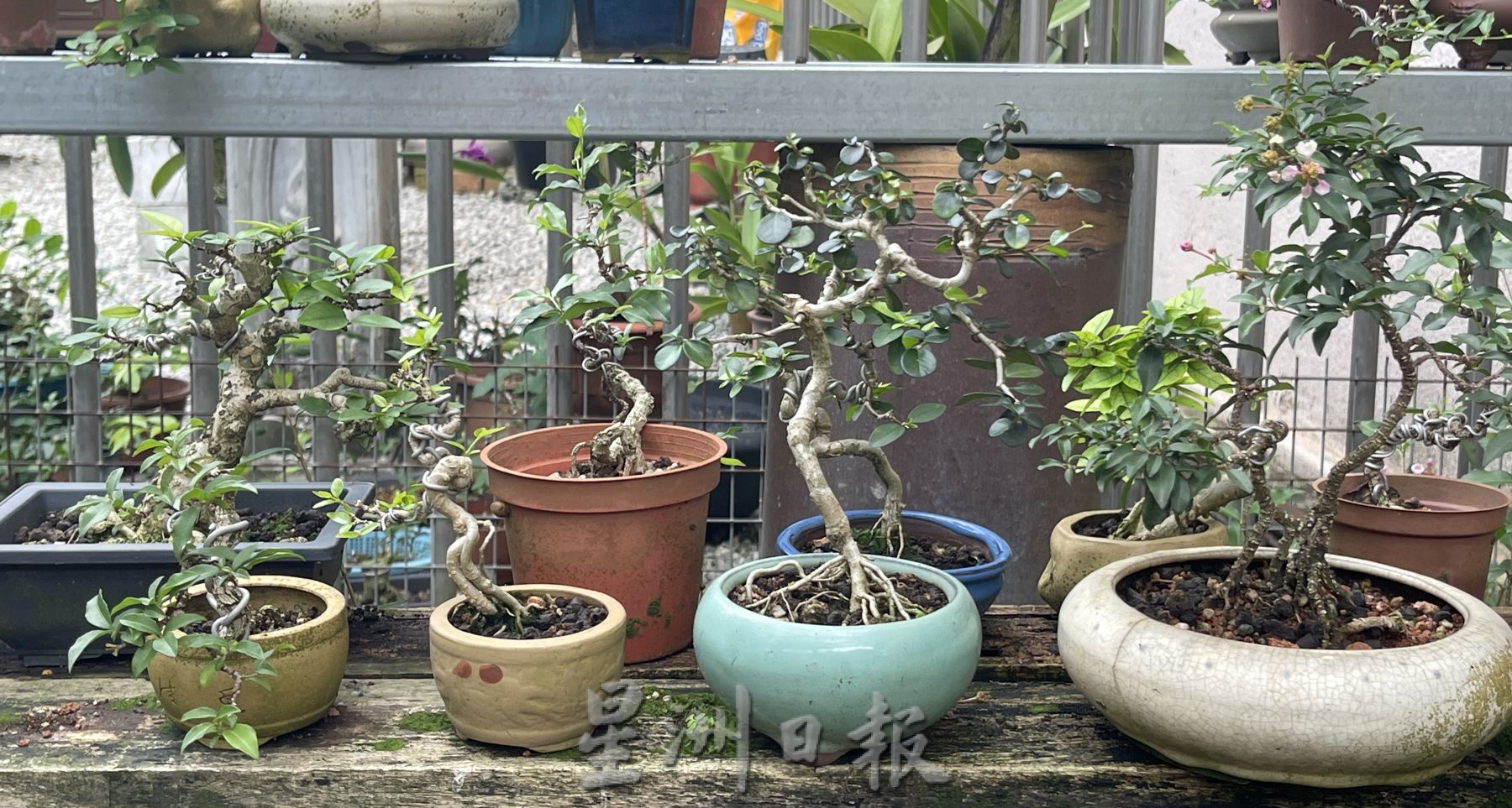 (古城第2主文)【带你去找爱】:盆栽的爱