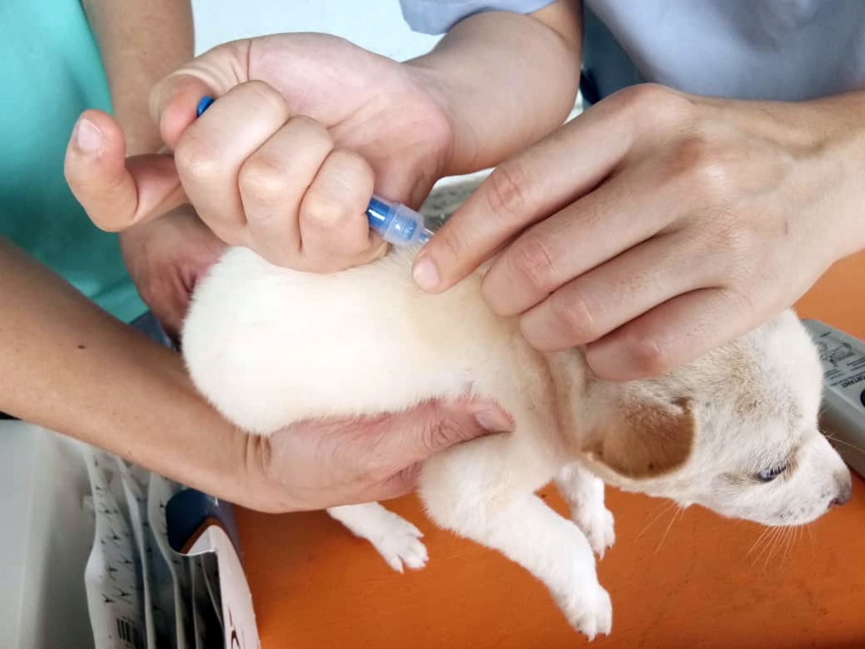 (古城第4版主文)罗舜生提醒民众申请狗牌·减少流浪狗问题