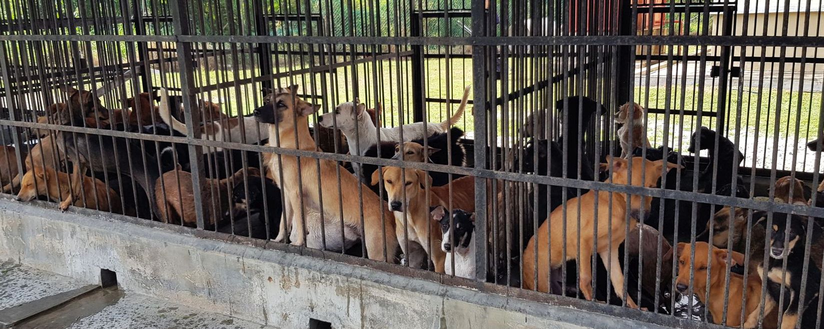 (古城第4版主文)罗舜生提醒民众申请狗牌·减少流浪狗问题