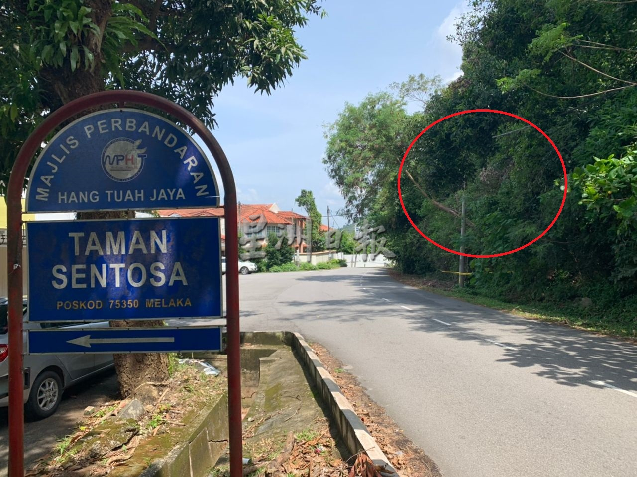 （古城第三版主文）圣淘沙花园对面斜坡泥土流失 树木连根拔起引安全隐忧