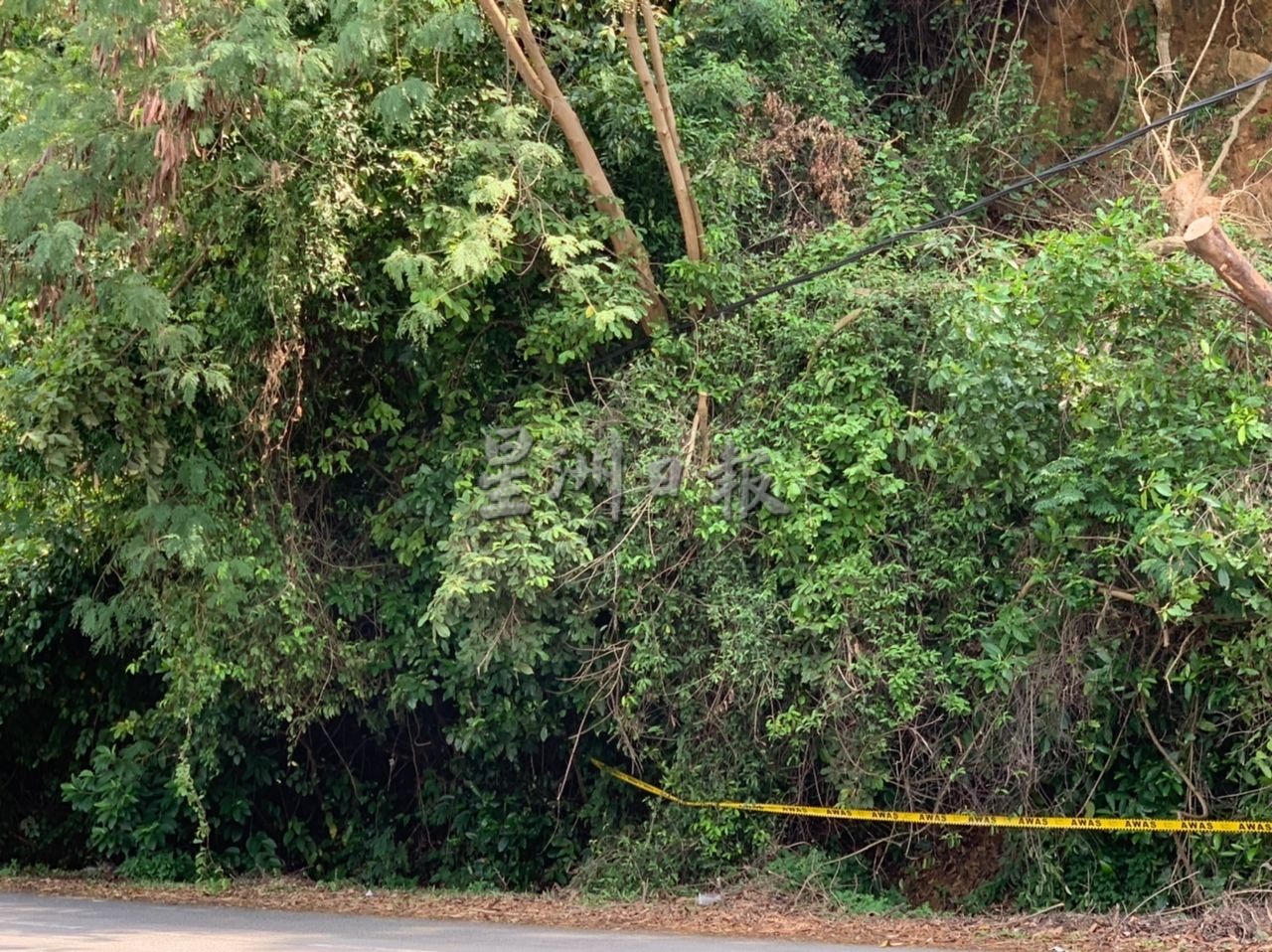 （古城第三版主文）圣淘沙花园对面斜坡泥土流失 树木连根拔起引安全隐忧