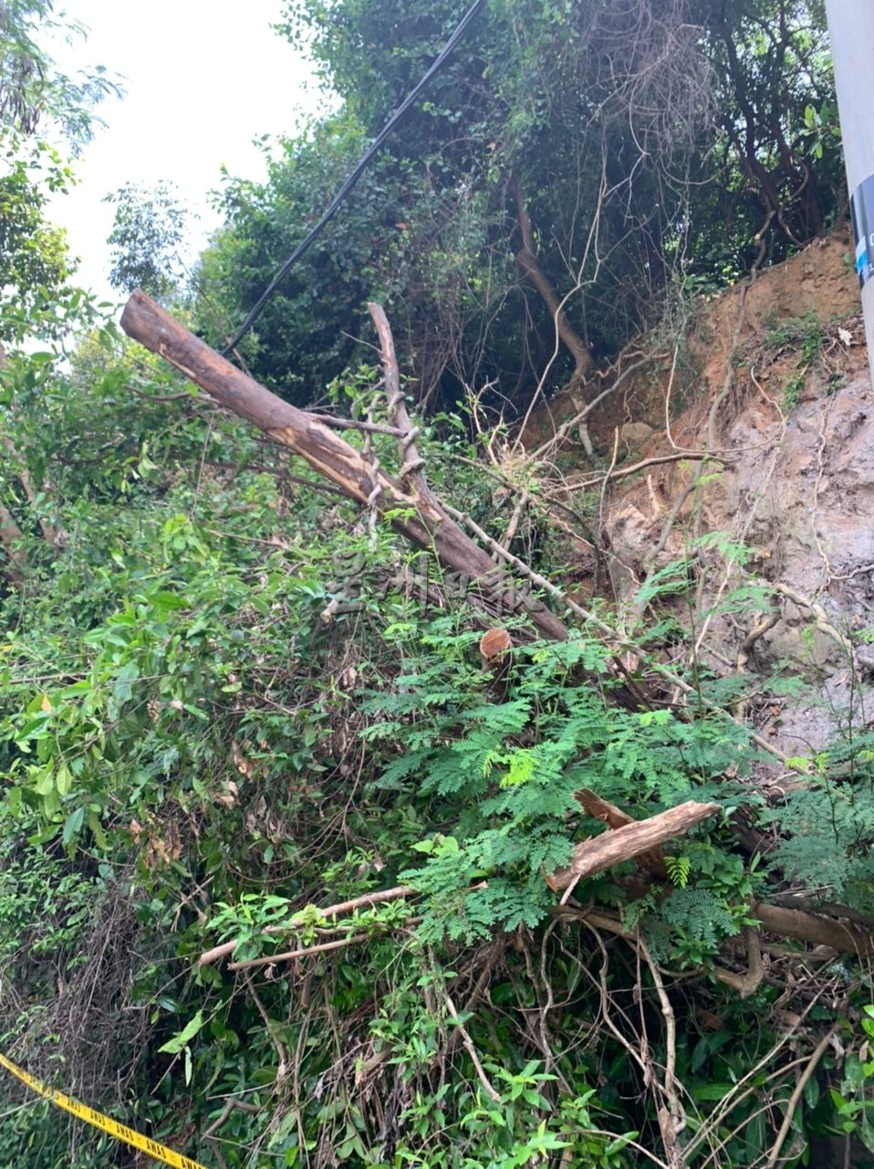 （古城第三版主文）圣淘沙花园对面斜坡泥土流失 树木连根拔起引安全隐忧