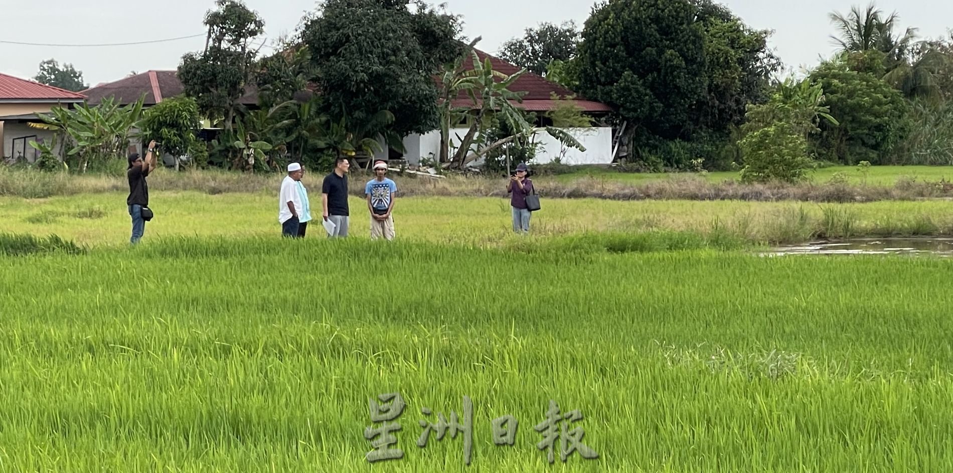 (古城第五版主文)林万锋:农民须善用青年农业企业家计划拨款