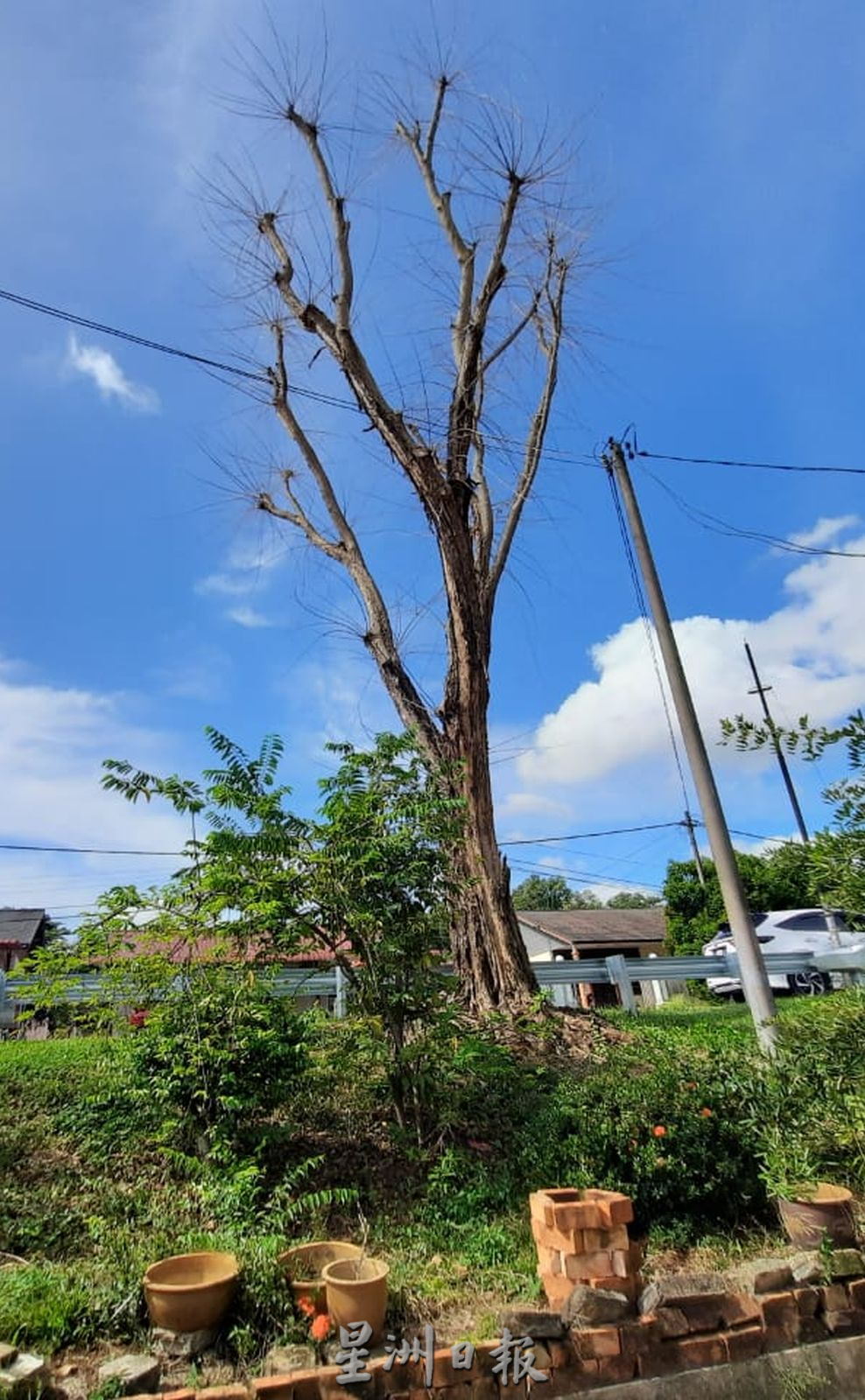 (古城第六版主文)路旁大树枯死,村民盼尽快处理