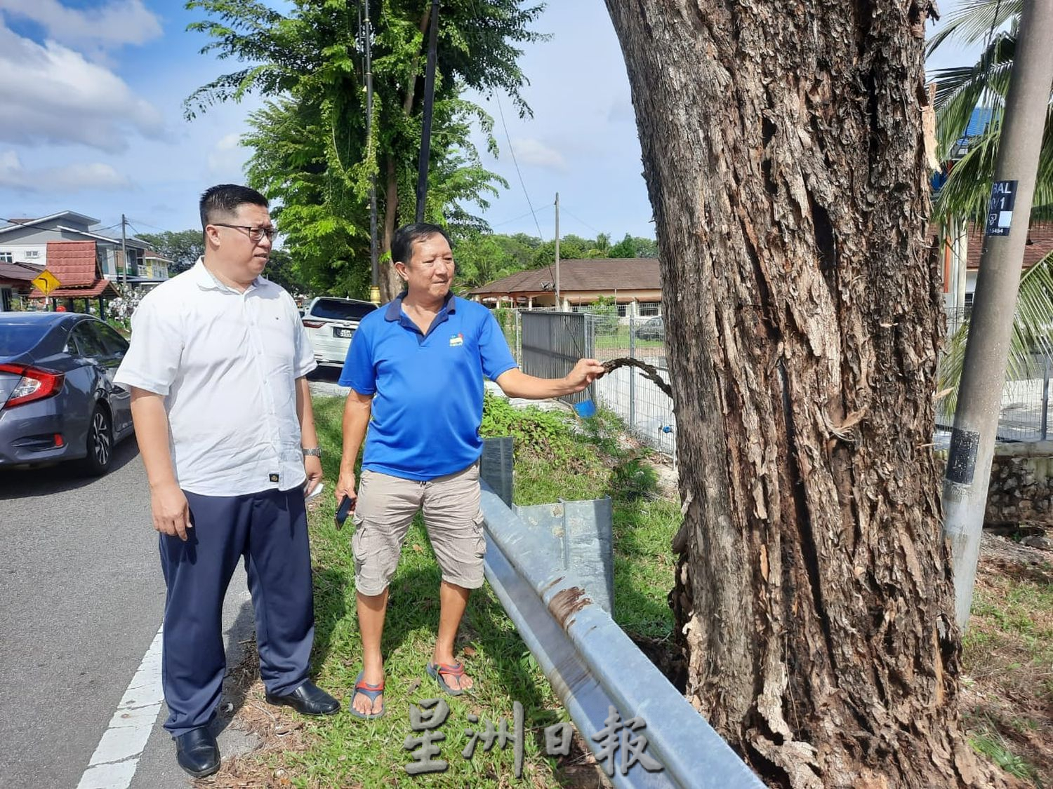 (古城第六版主文)路旁大树枯死,村民盼尽快处理