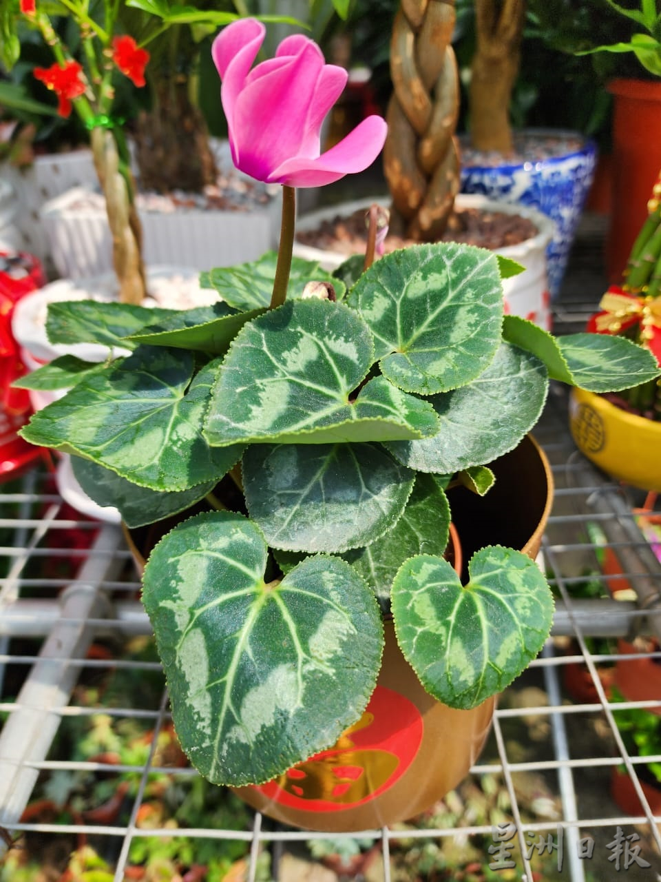 “兔子花”仙客来应节迎春