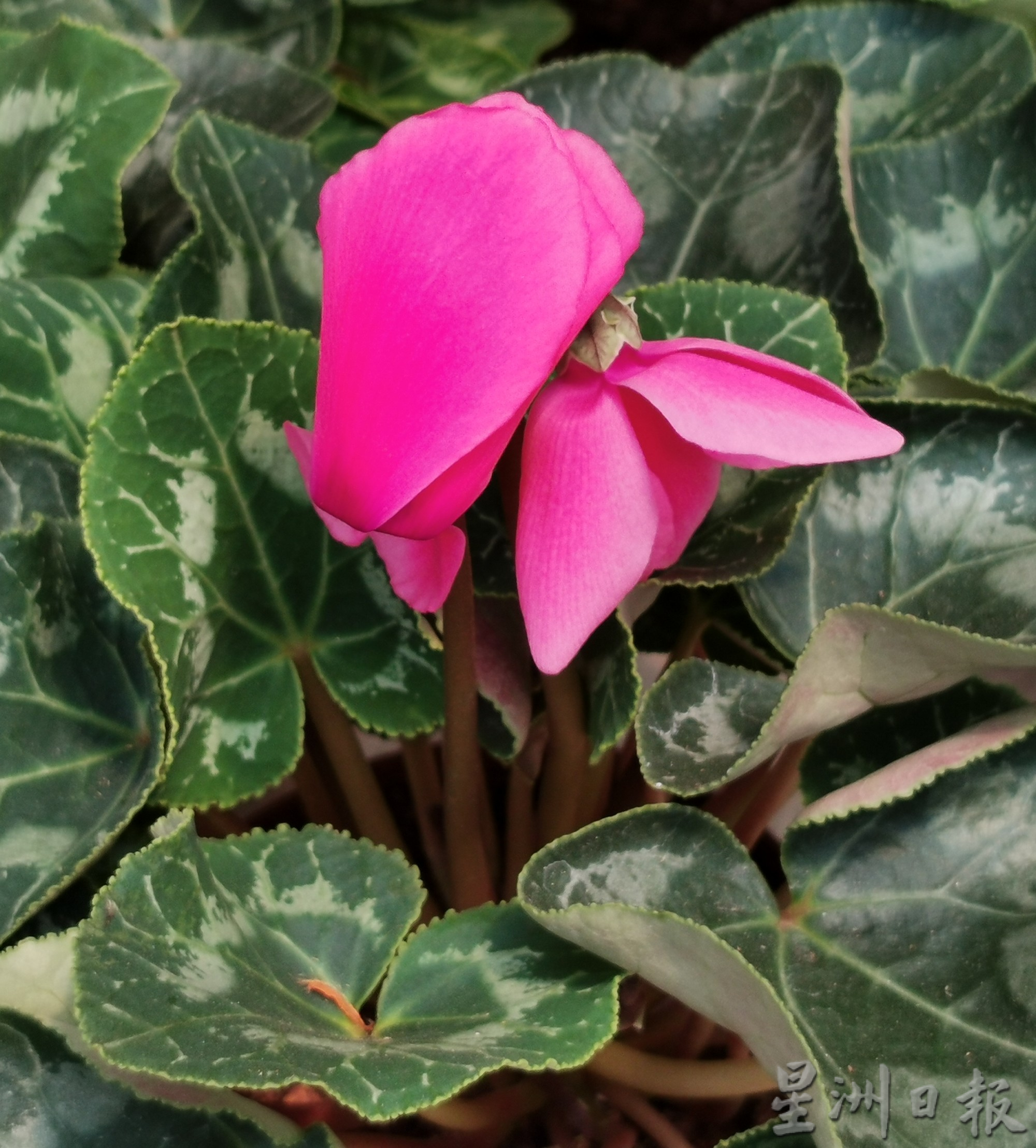 “兔子花”仙客来应节迎春