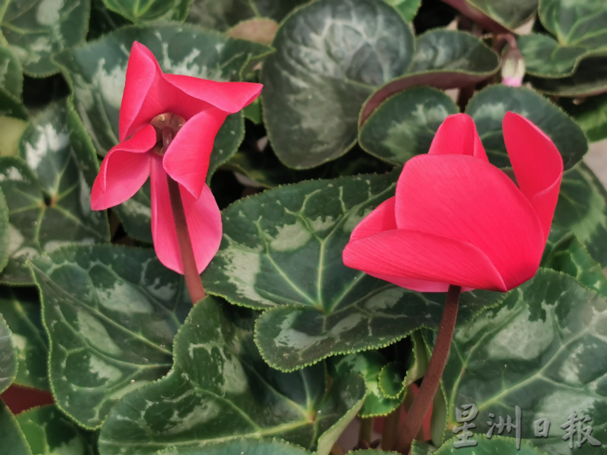 “兔子花”仙客来应节迎春