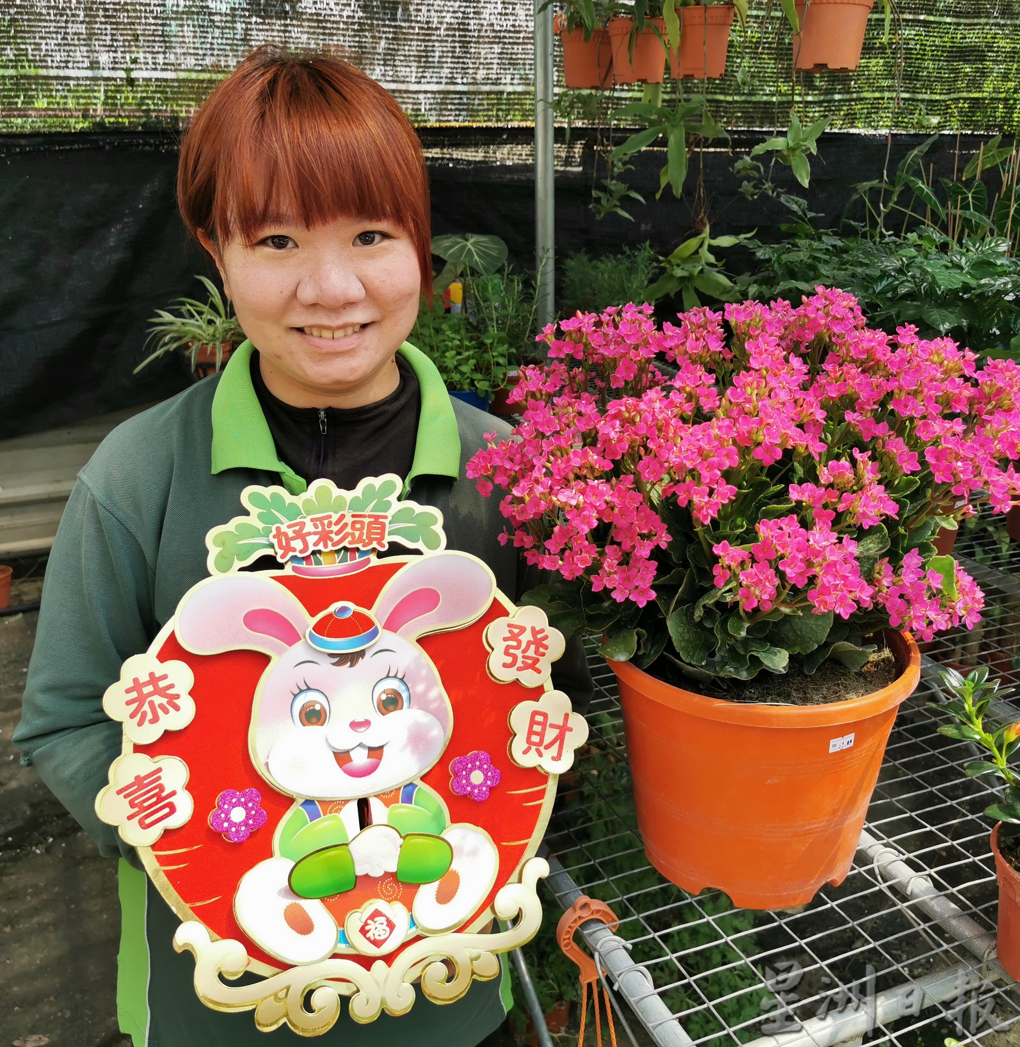 “兔子花”仙客来应节迎春