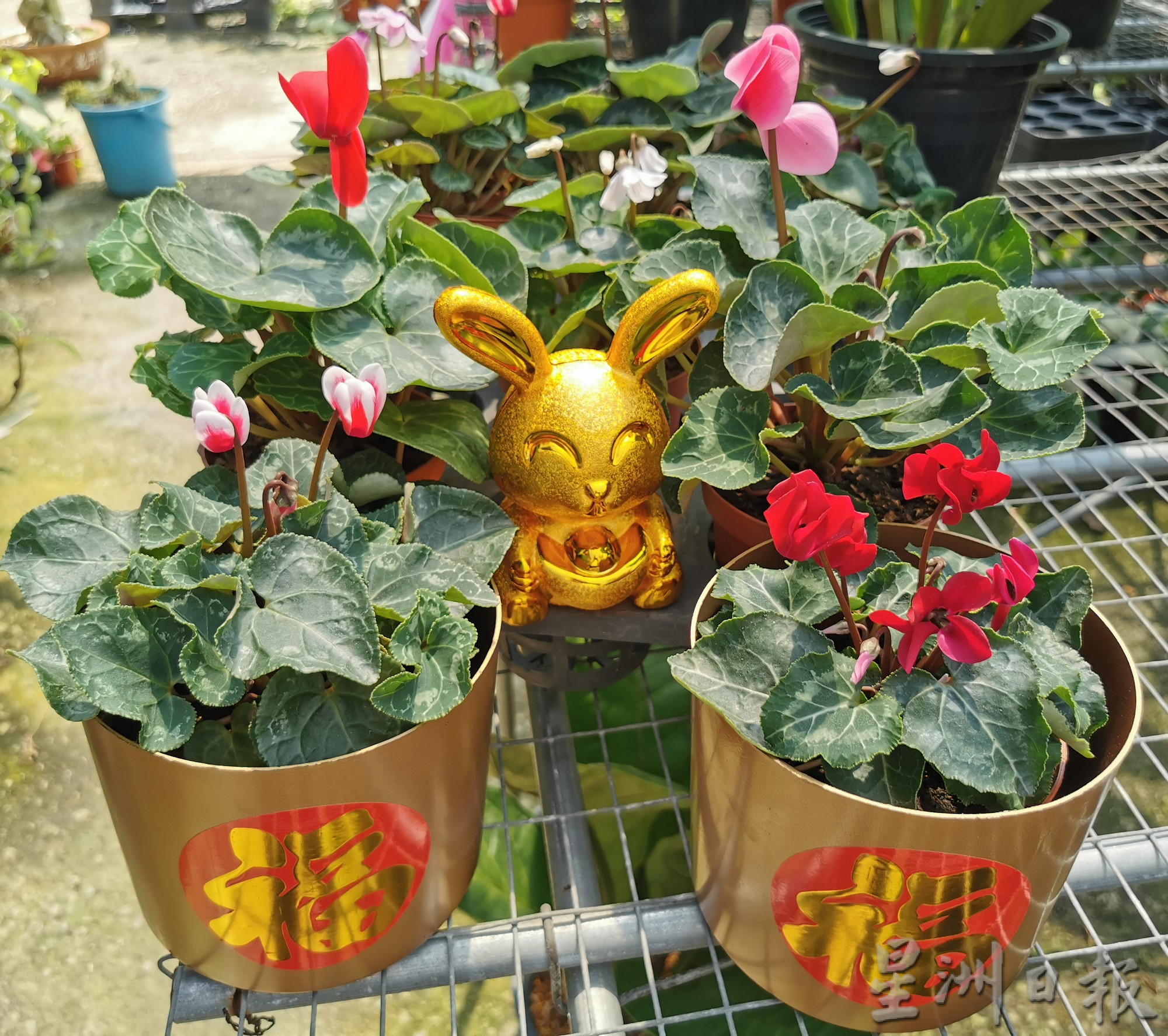 “兔子花”仙客来应节迎春