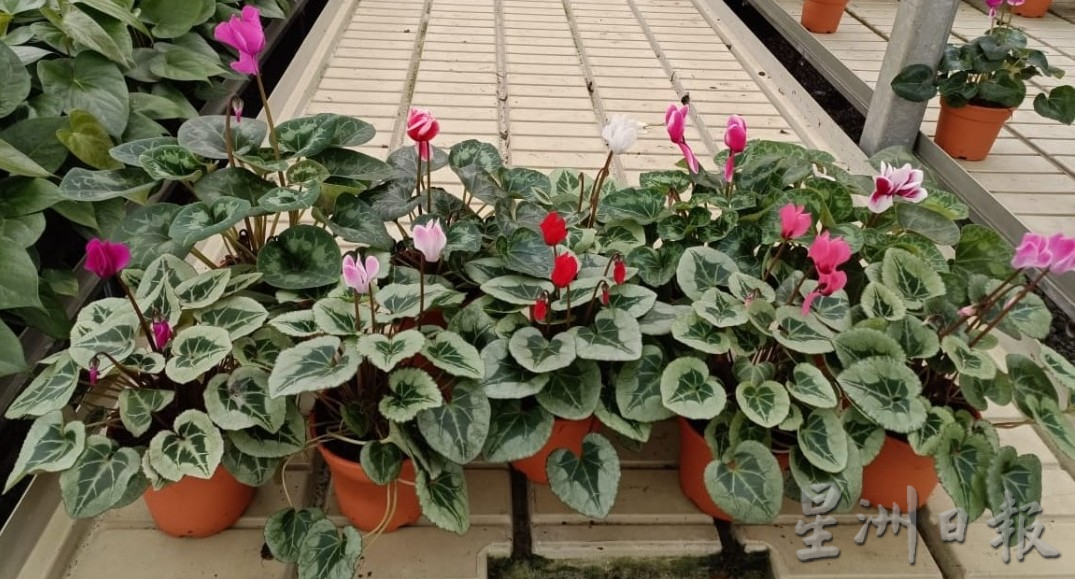 “兔子花”仙客来应节迎春