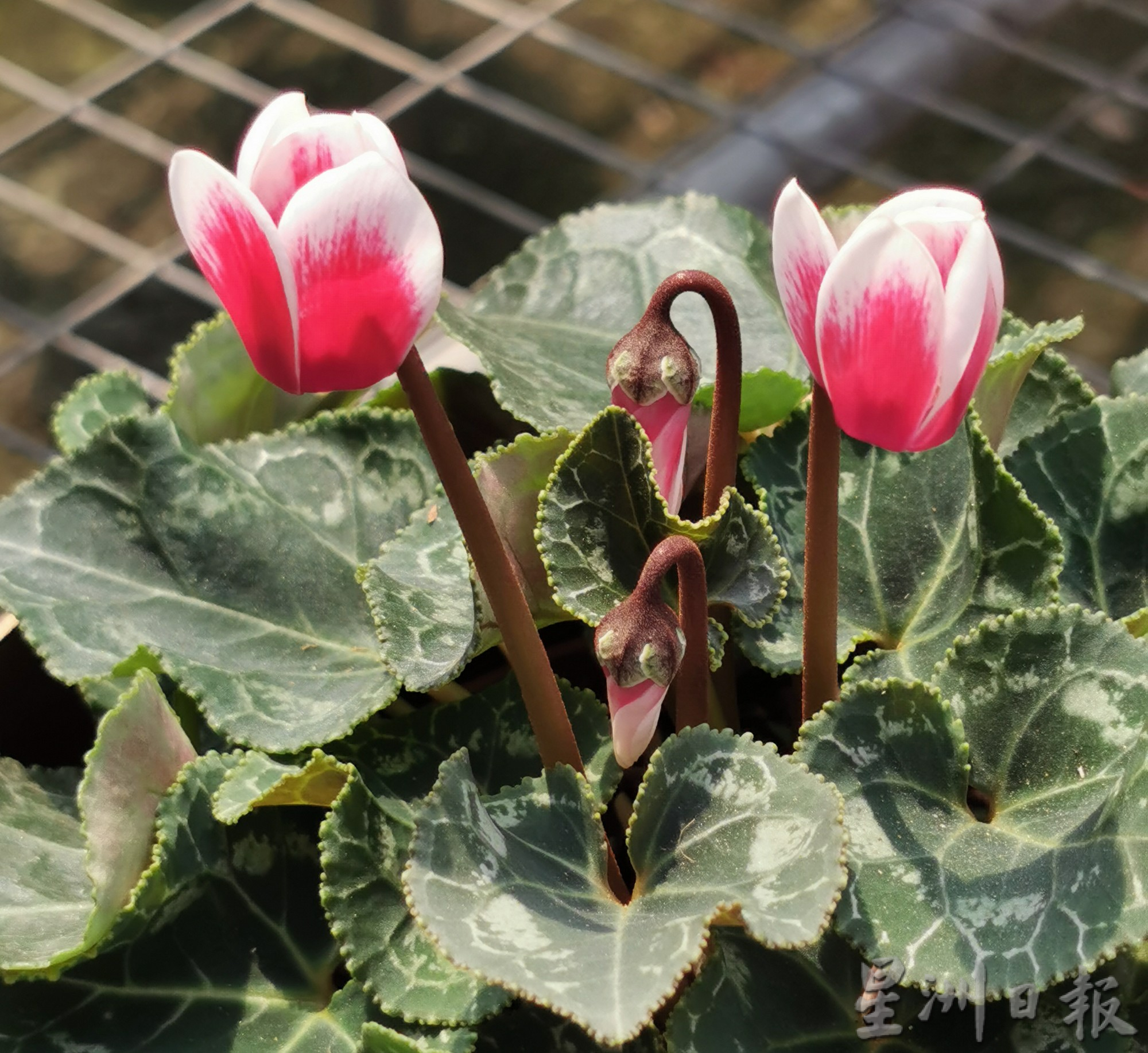 “兔子花”仙客来应节迎春
