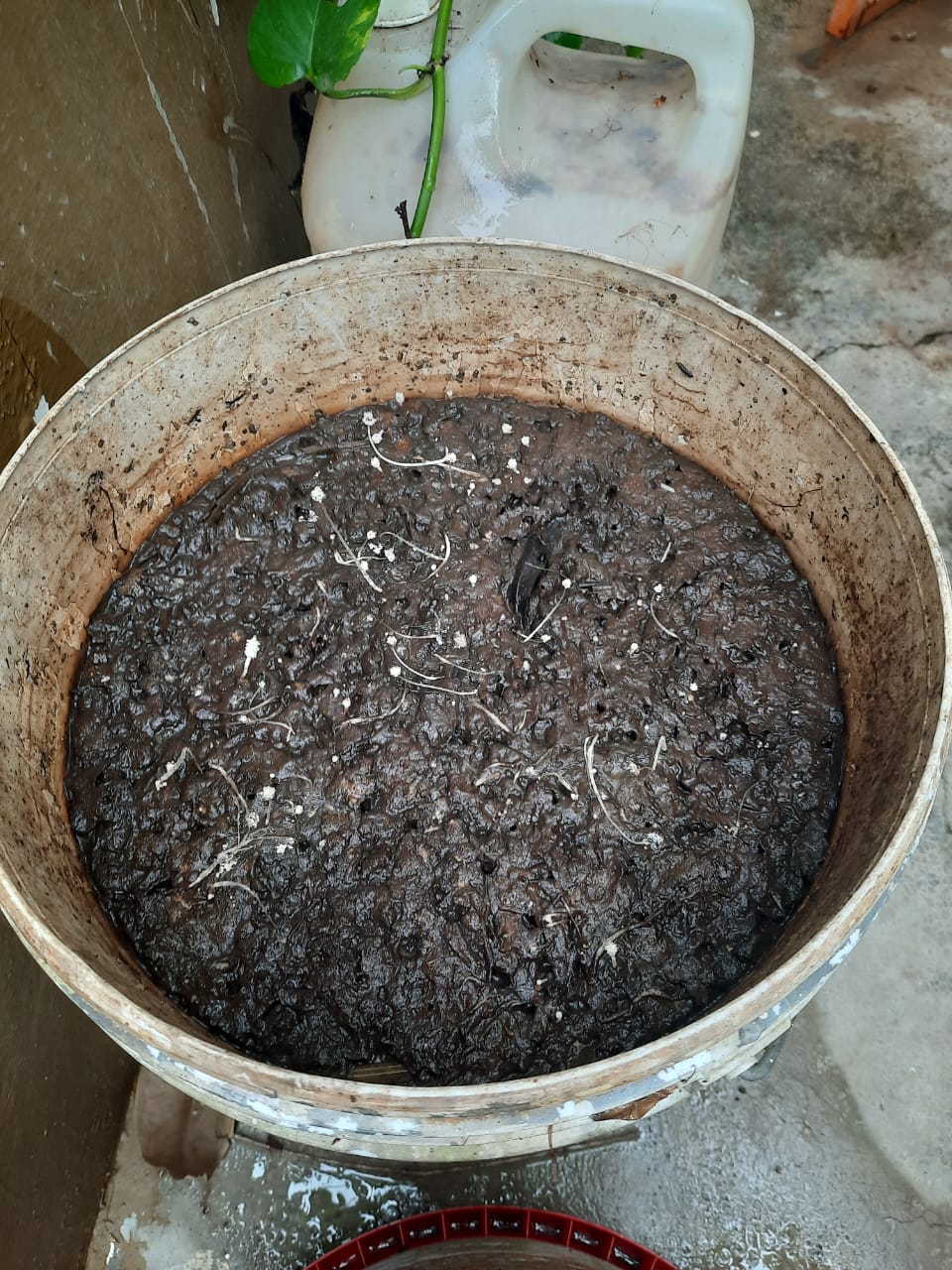兔子粪便化身肥料，营养更好更安心