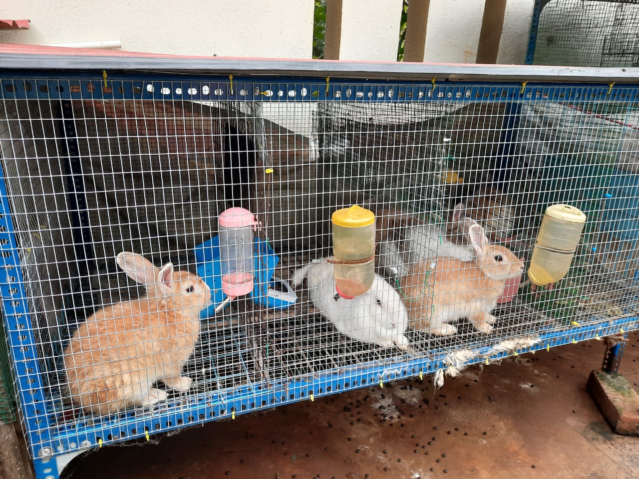 兔子粪便化身肥料,营养更好更安心