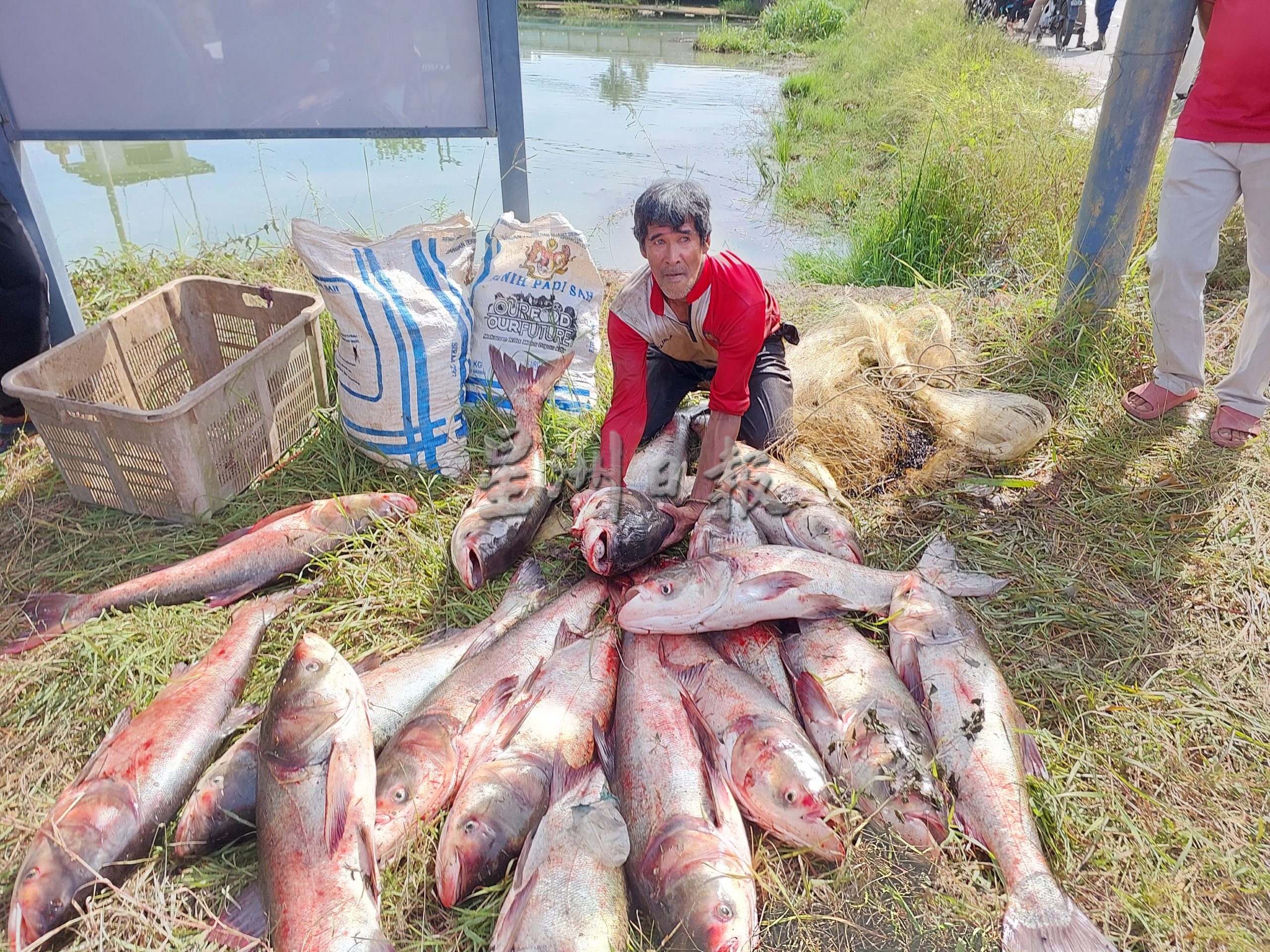 （大北马）新路小镇运河出现大松鱼 民众欣喜捕捉