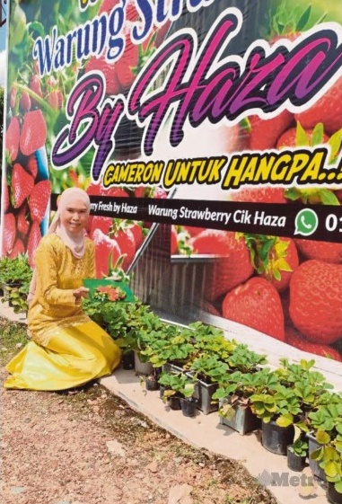 行管期间种草莓，如今做老板囖！