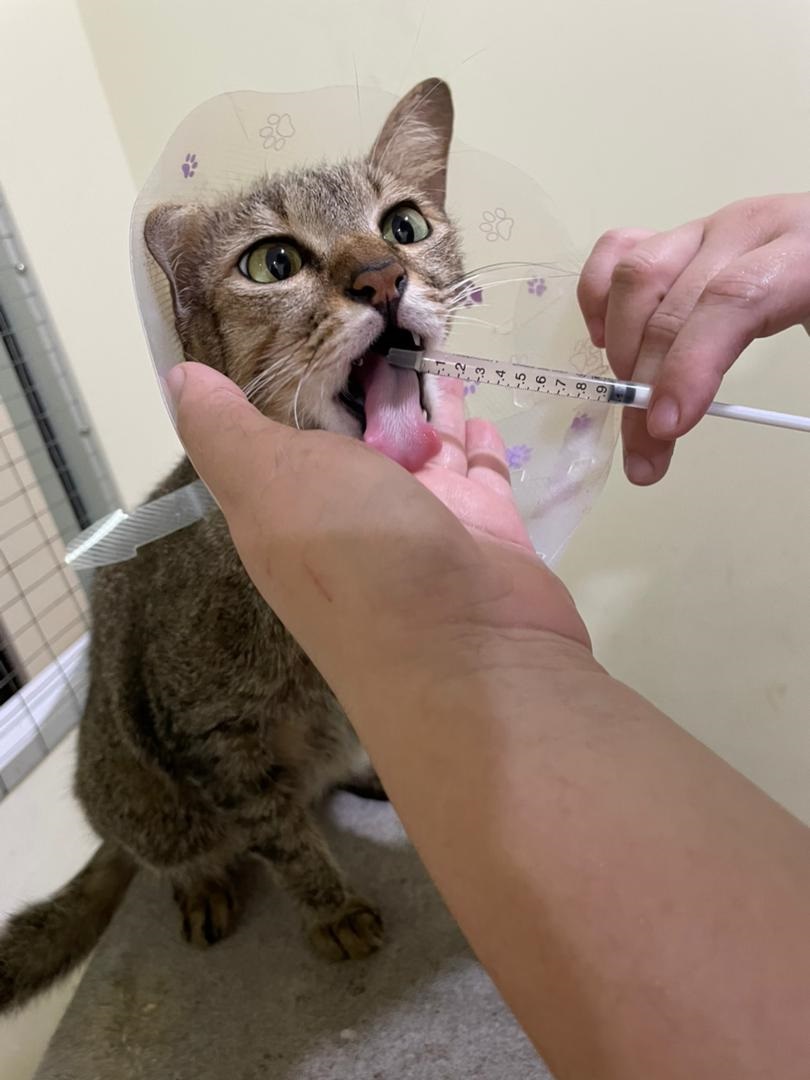 (已签发)柔:封面:善心美事(1月4日见报):峇“与狸居”义工团, 为遭弃养虐待“浪浪”找一个家