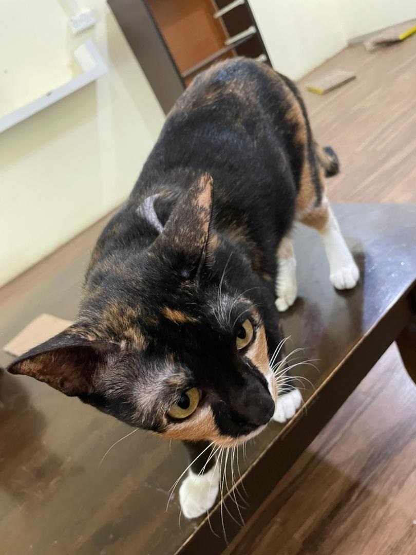 (已签发)柔:封面:善心美事(1月4日见报):峇“与狸居”义工团, 为遭弃养虐待“浪浪”找一个家