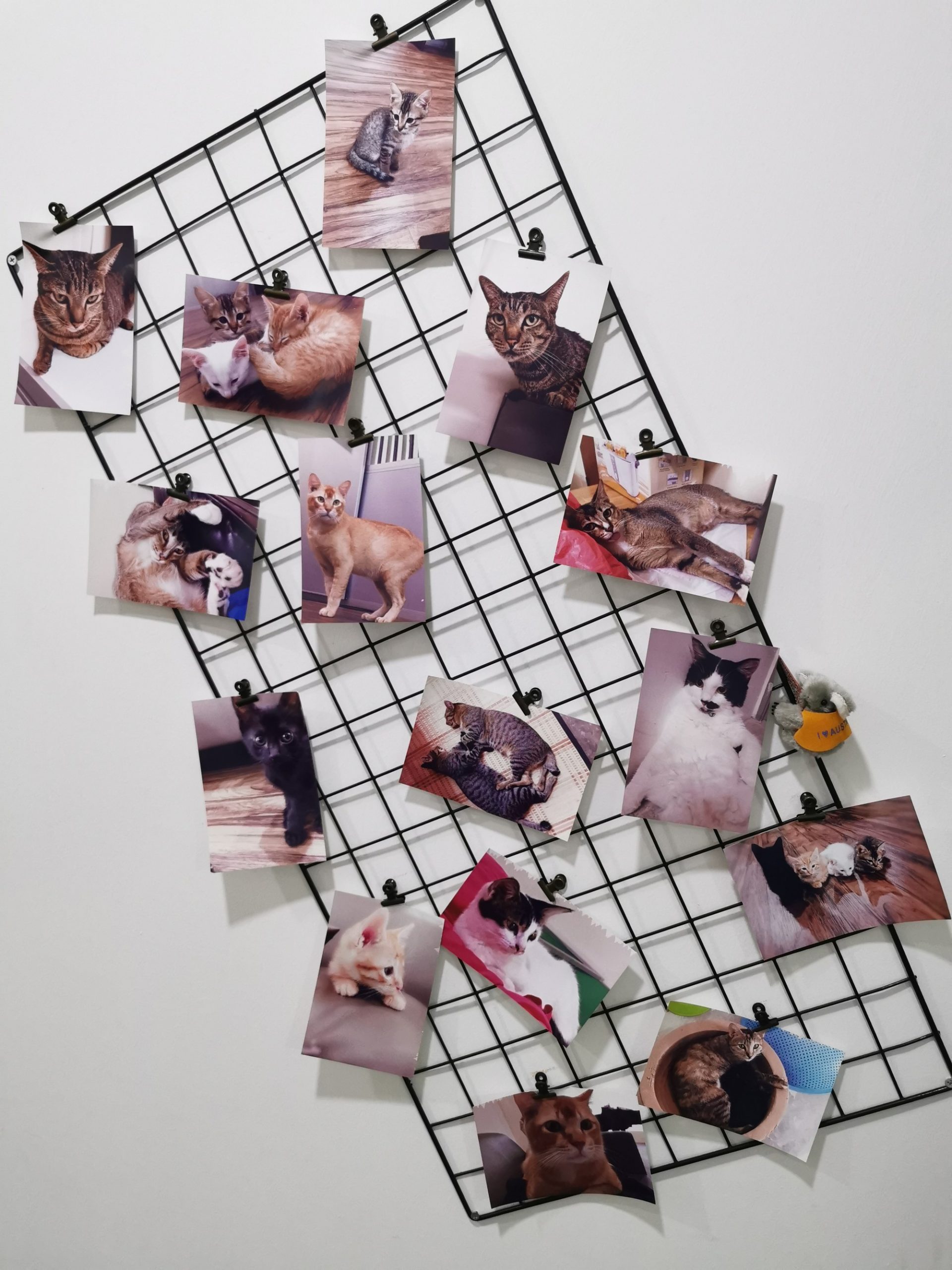 (已签发)柔:封面:善心美事(1月4日见报):峇“与狸居”义工团, 为遭弃养虐待“浪浪”找一个家