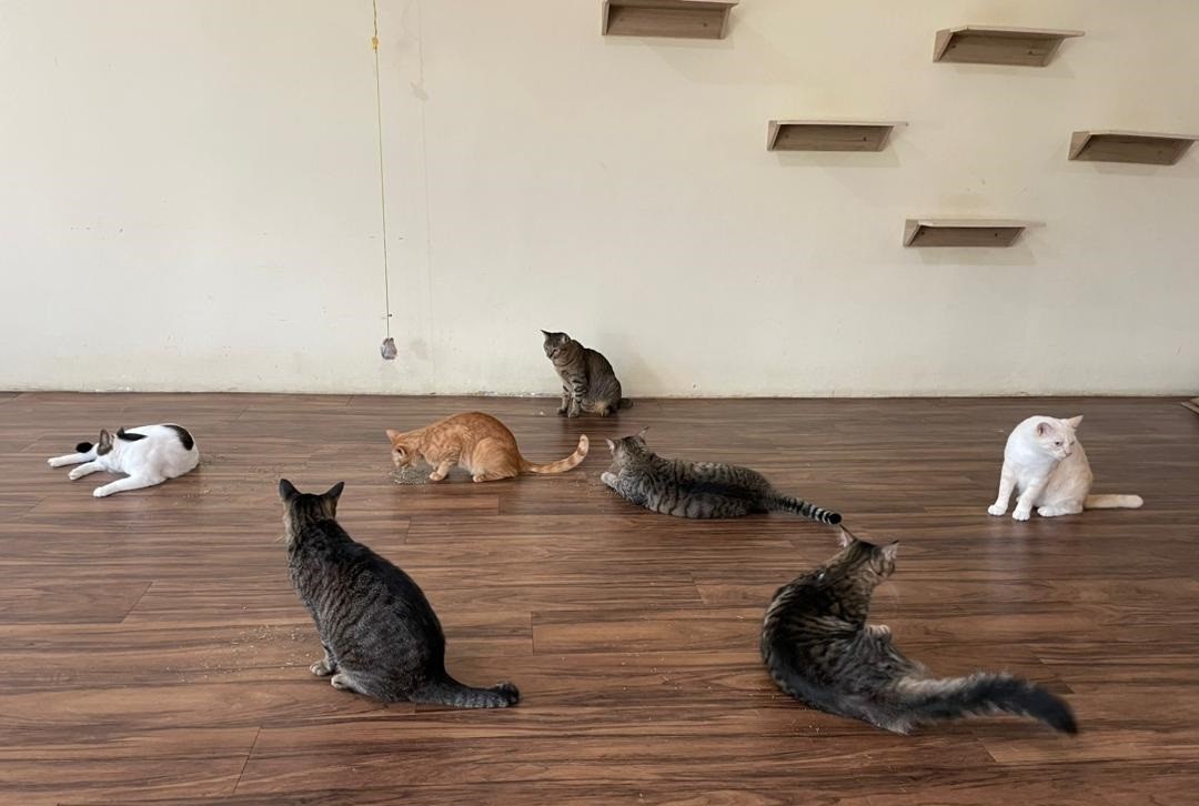 (已签发)柔:封面:善心美事(1月4日见报):峇“与狸居”义工团, 为遭弃养虐待“浪浪”找一个家