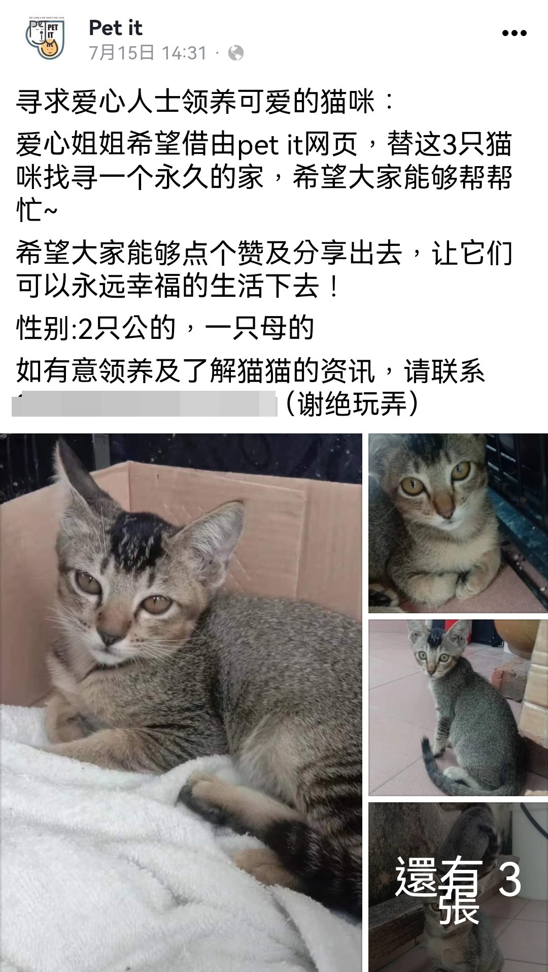 (已签发)柔:封面:善心美事(1月4日见报):峇“与狸居”义工团, 为遭弃养虐待“浪浪”找一个家