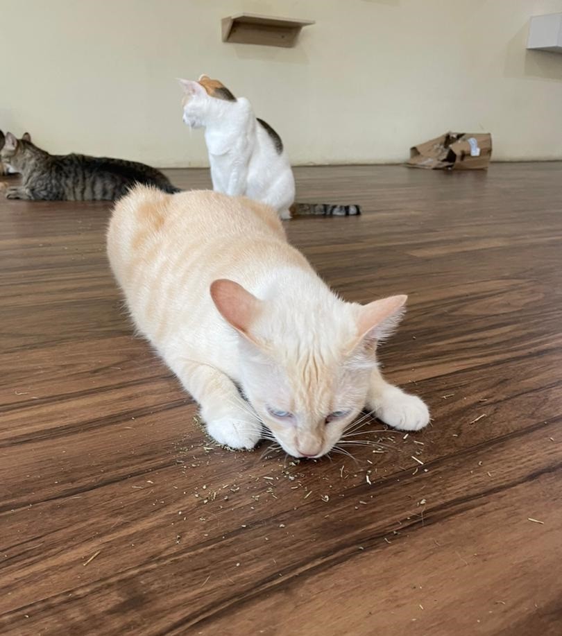 (已签发)柔:封面:善心美事(1月4日见报):峇“与狸居”义工团, 为遭弃养虐待“浪浪”找一个家