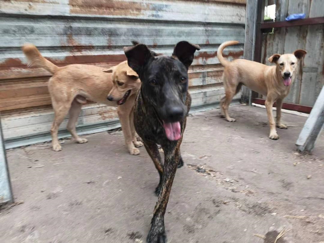 (已签发)柔:封面:善心美事(1月4日见报):峇“与狸居”义工团, 为遭弃养虐待“浪浪”找一个家