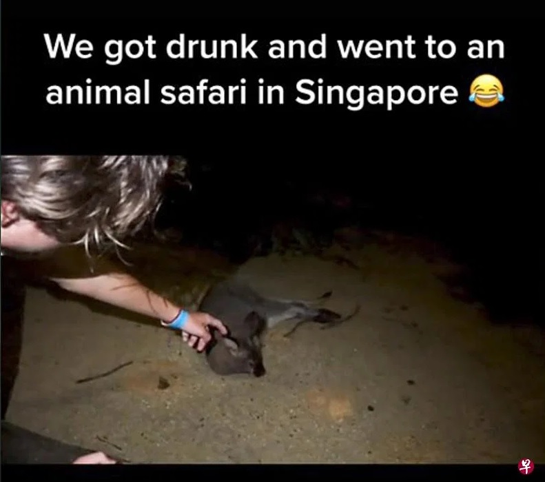 (已签发)柔:狮城二三事:4外籍男子疑醉酒 深夜擅闯夜间野生动物园