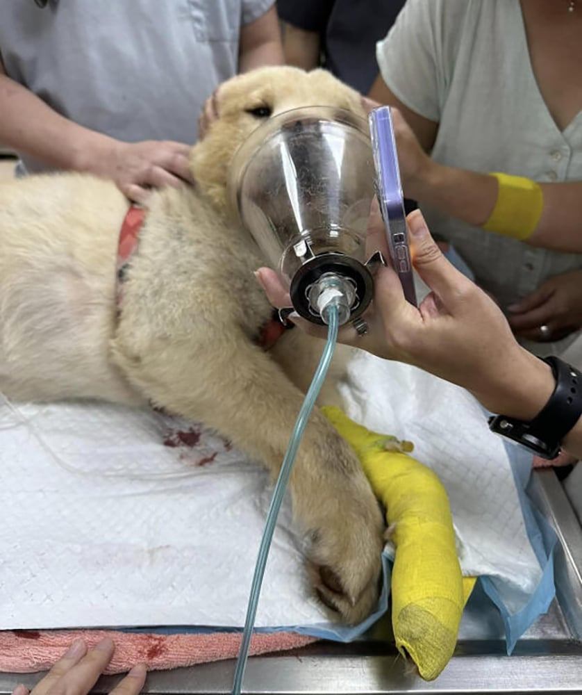 (已签发)柔:狮城二三事:宝马撞倒遛狗女 爱犬被碾拖50公尺