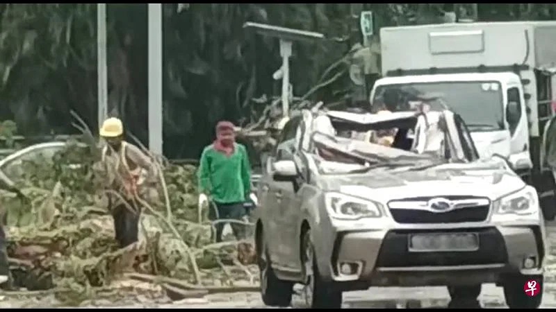 (已签发)柔:狮城二三事:武吉知马树倒压车 男驾驶受伤送院