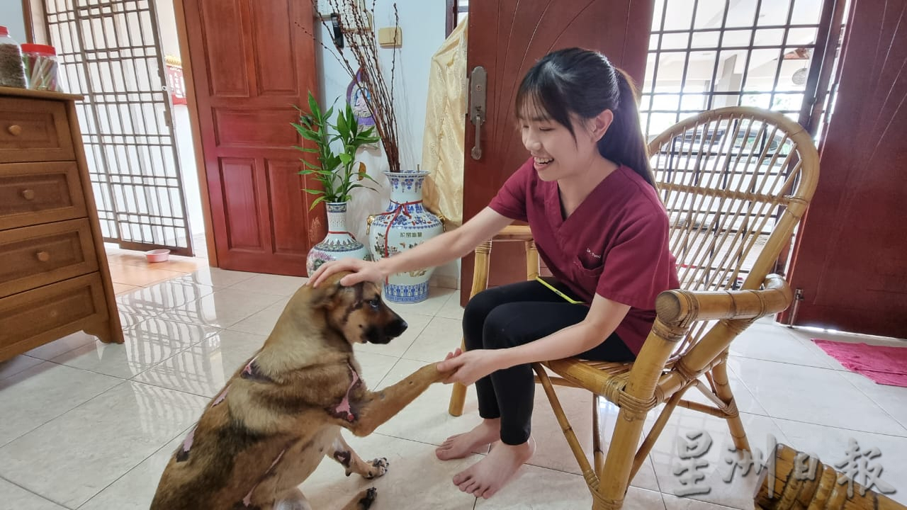 最美结局|遭泼酸毁容浪浪 获主治兽医收养