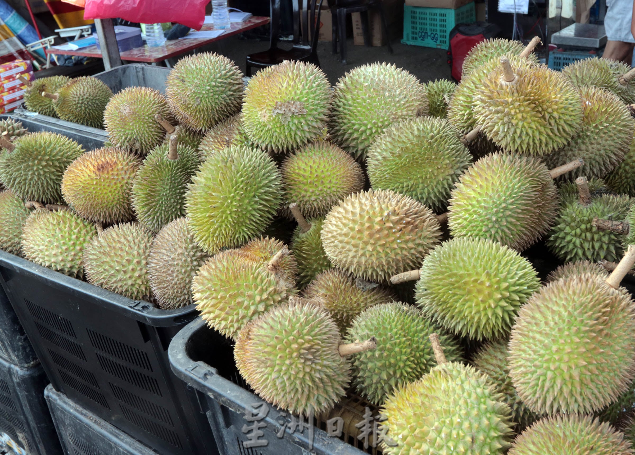 NS芙蓉/文丁榴梿季节收成欠佳,路边摆摊档口大幅减少