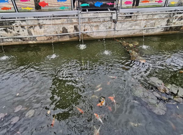 人民水族館打造初期,水裡的錦鯉讓人看了心情舒暢。
