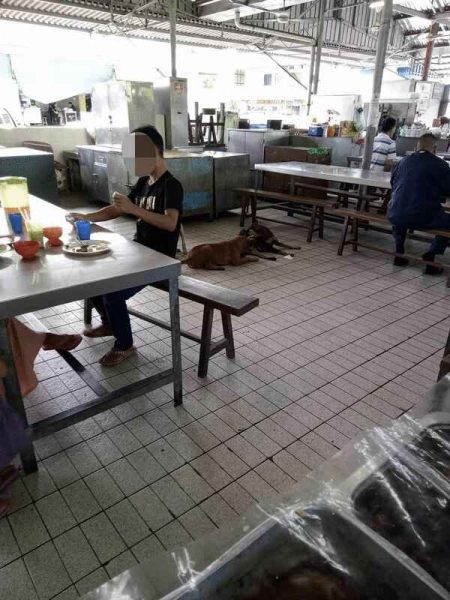 两只野狗在人来人往的食肆中歇息,惟不见有人驱赶。(图取自网络)