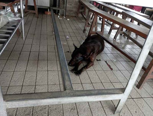 野狗在桌椅下乘凉歇息。