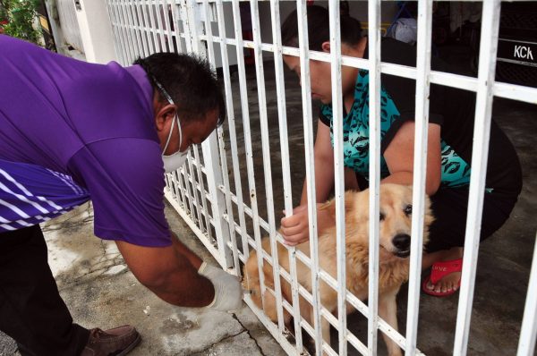 玻州兽医局将沿户登门为家犬注射狂犬病疫苗。(档案照)