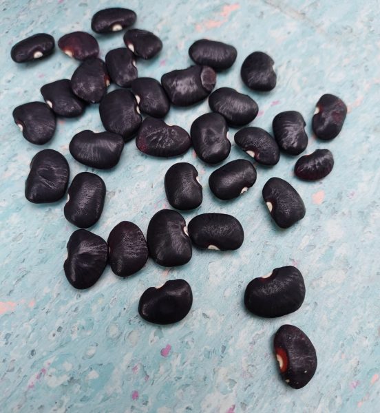 【重拾新村生活法】黄秀仪／自种黑豆