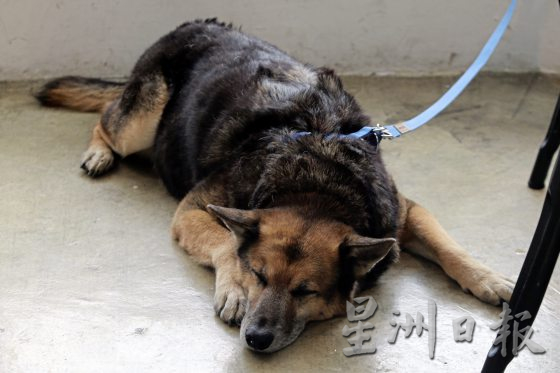 不让生命留下遗憾,带著承诺,一人一狗环岛游